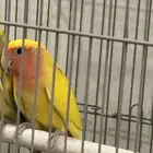 روز