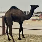 للبيع قعود مجاهيم - عمر سنة