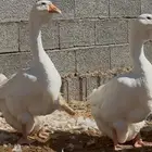 وز روسي جوز فاخر