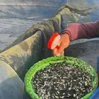 سمك بلطي