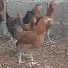 صوص دجاج عربي ترثة