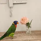 لوري هام جدا جدا جدا