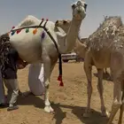 خلفه وضحا