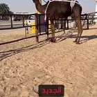 للبيع خفوت