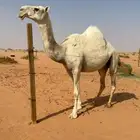 للبيع لقحه وضحا