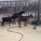 ماعز مارسيانو دفيع