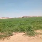 ثلاث مزراع حدايد في عيينة مؤجرة 180