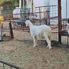 طلي ابرص للبيع
