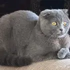 انثى سكوتش فولد للبيع