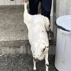 اغنام للبيع