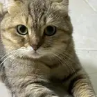 قطط جميله للتبني