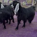 اربع عوارض نظيفه مراح واحد قريبات ولاد