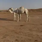 عشراء وضحى