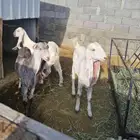 جفار مشاريك هولنديات