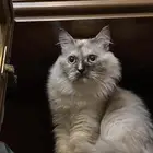 قطه للتبني
