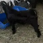 تيس للبيع 3 اشهر