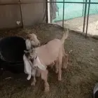 تيوس للبيع