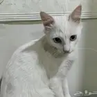 قط ابيض اليف جدا ينام في حضنك وين ما تروح يجي عندك.