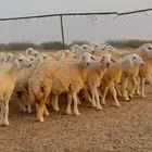 رخال حريه جاهزه كفو للمقنى