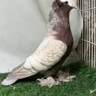 جوز حمام ساكسون