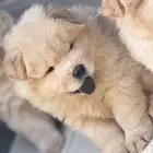 تشاوتشاو للبيع