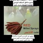 للبيع عناقيد الدخن ) ملت الأحمر المعروف بالذهب الأحمر