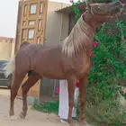 حصان عربي مصري