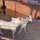 تيوس جنوبيه فل شحم