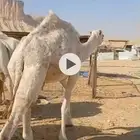 ضروبه وضحا شابه طيبه