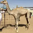 بكرة حقه تروح لقية( تم البيع)