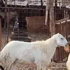 طلي فحل رباع مشروط
