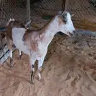 عنز جنوبية