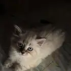 قط راغدول للتبني