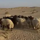 ذبايح نعيم بلدي يوجد تقسيط