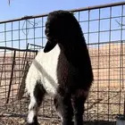 مشروع فحل نعيمي صنف معرف ونادر