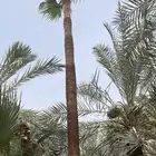صيانه النخيل