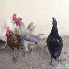 ديك. مجموعة ديوك للبيع