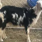 رخل للبيع