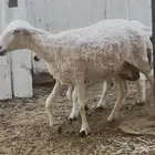 نعجة رباع