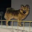 كلب للتبني