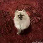 قطط للبيع