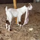 تيس هولندي صنف