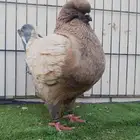 ذكر مودينا أمريكي اوبل بطل