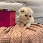 كتن سكوتش للبيع