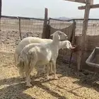 ذبايح مقاني وكل مايخص الحلال. الحري. اهل جده والخمره وحوله