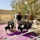 شياه نجد متابيع جروم طيبه