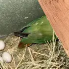 محميه طيور انواع و اشكال.