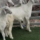 اربعة مشاريع فحول صغار من 3-4 شهور