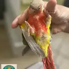 محمية الطيور المغردة