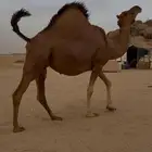 ملاقي ساحلية اصل